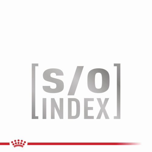 Royal Canin Adult Small Dog  8 kg