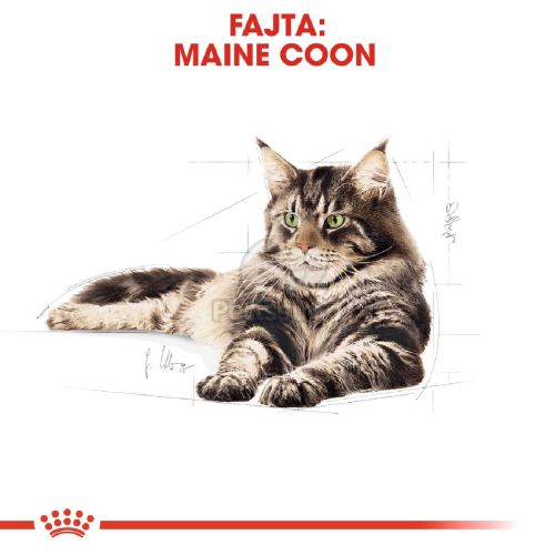 Royal Canin Maine Coon Adult - Maine Coon felnőtt macska száraz táp  400 g