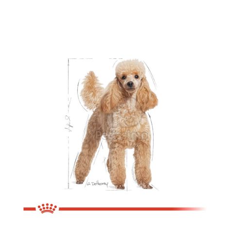 Royal Canin Poodle Adult - Uszkár felnőtt kutya száraz táp  500 g