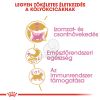 Royal Canin British Shorthair Kitten - Brit rövidszőrű kölyök macska száraz táp  2 kg