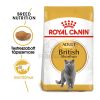 Royal Canin British Shorthair Adult - Brit rövidszőrű felnőtt macska száraz táp  400 g