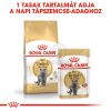 Royal Canin British Shorthair Adult - Brit rövidszőrű felnőtt macska száraz táp  400 g