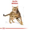 Royal Canin Bengal Adult - Bengáli felnőtt macska száraz táp  2 kg