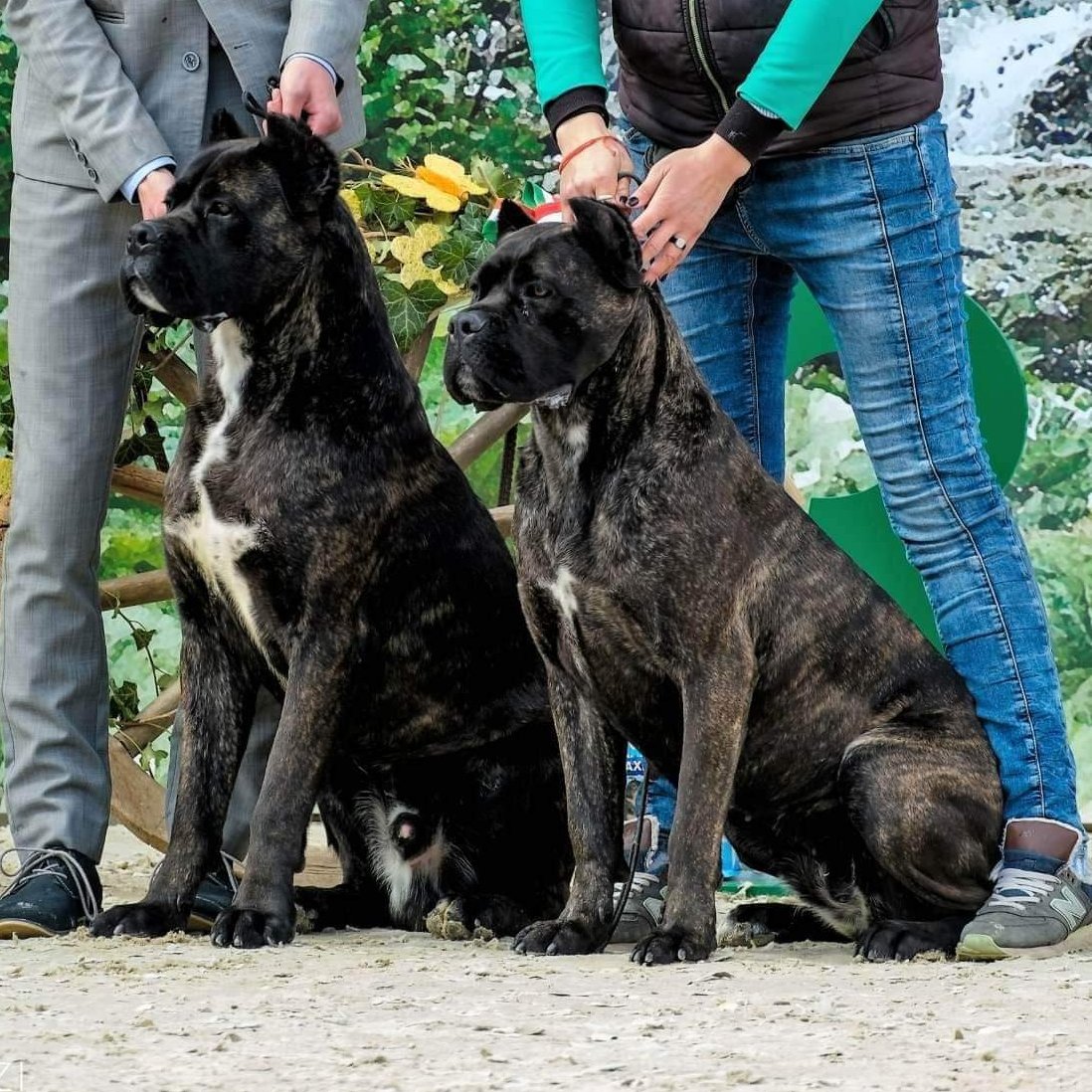 cane corso növendékek ülnek gazdáik mellett