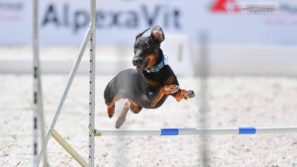 agilityző jagd terrier kiskutya
