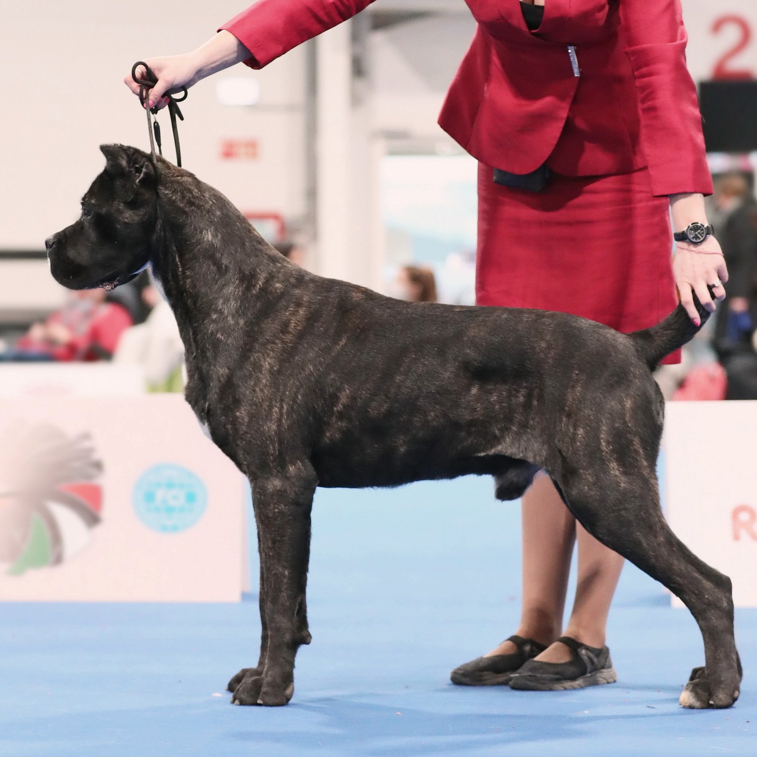 kan cane corso kiállítási pózban