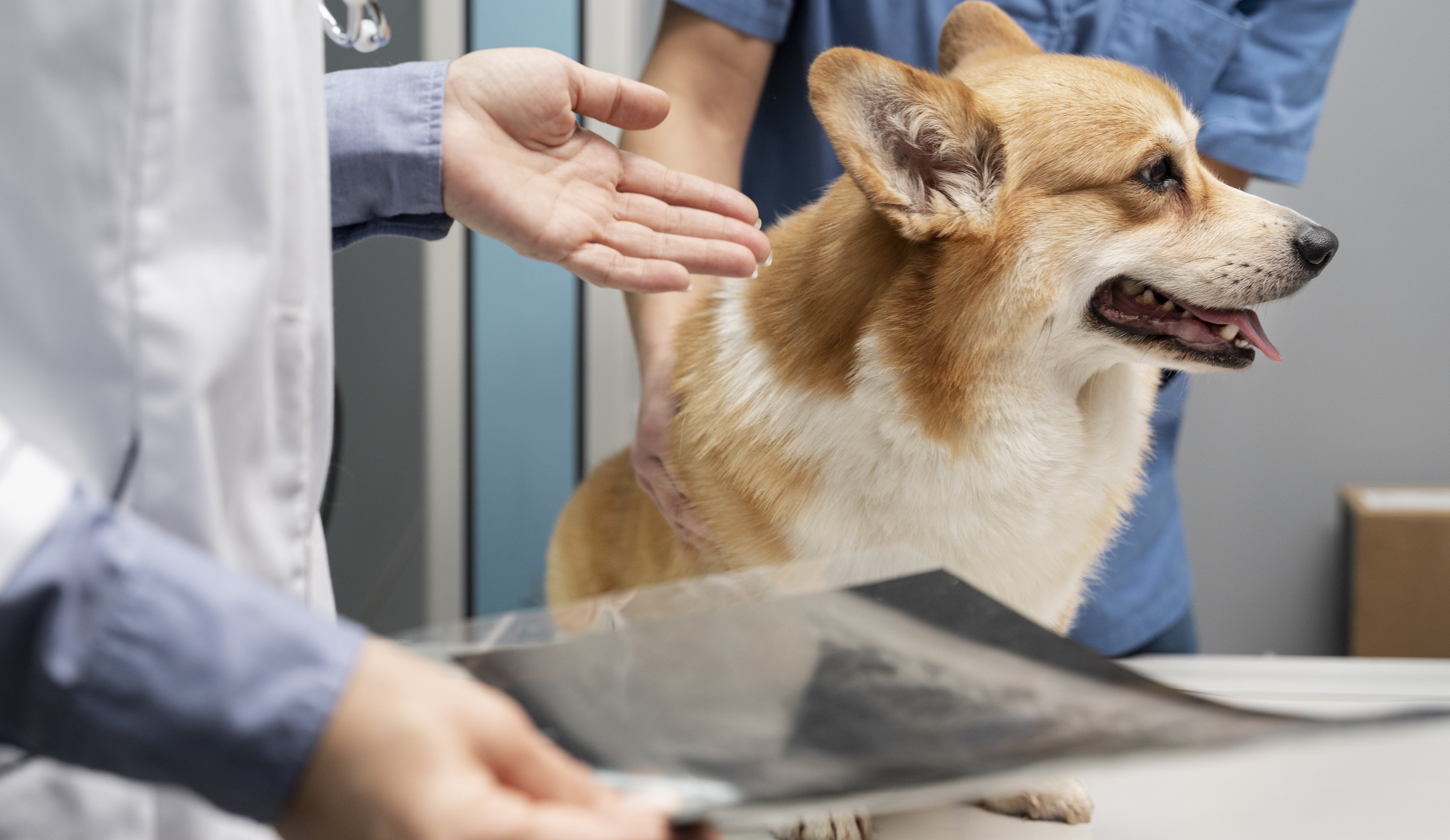 corgi orvosnál