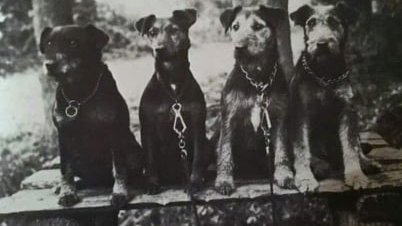 négy jagd terrier kiskutya ül egymás mellett régi fotón