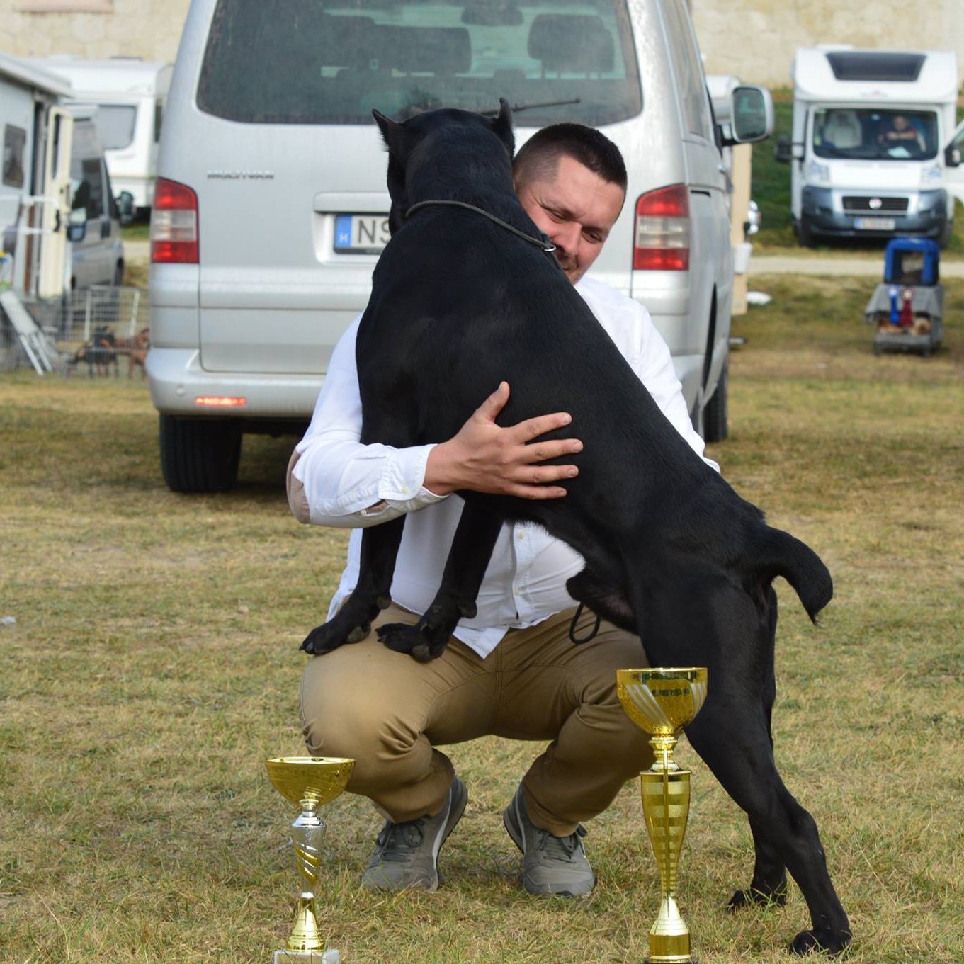 cane corso mászik gazdája ölébe