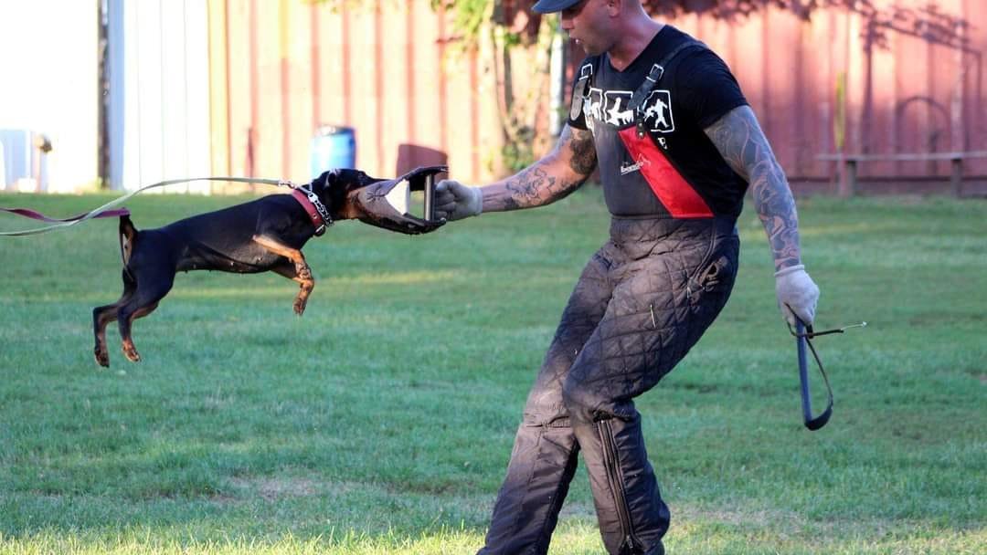 jagd terrier őrző védőn