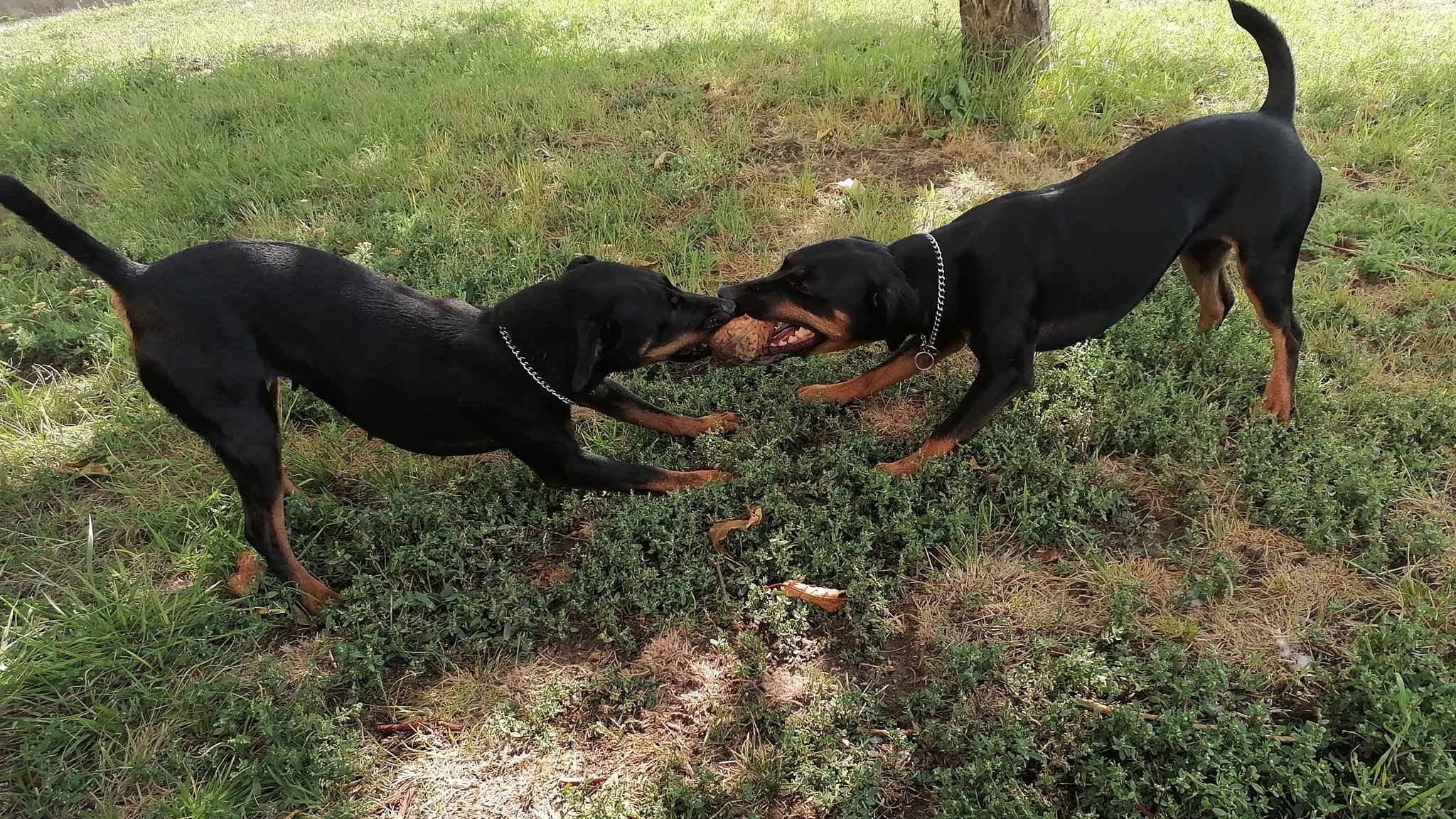 játszó jagd terrier kutyák