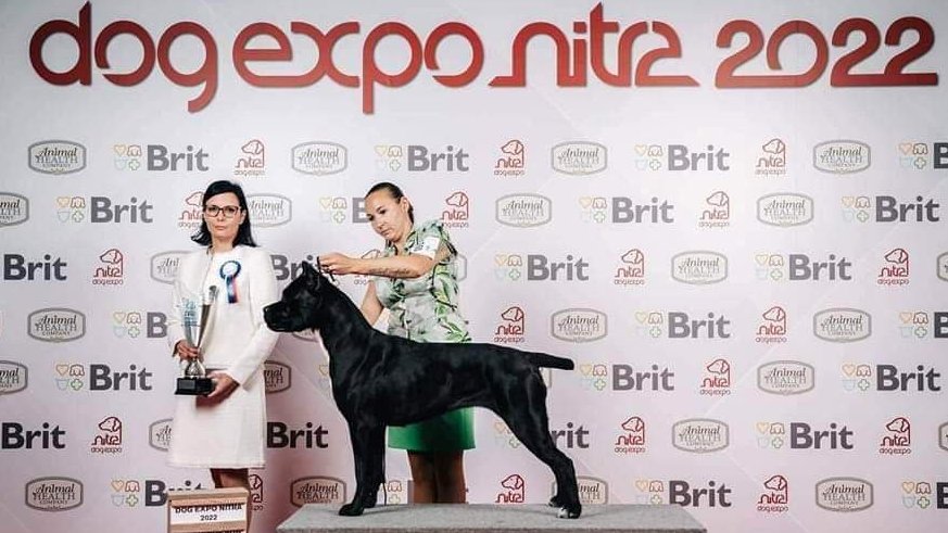 fekete cane corso kiállításon