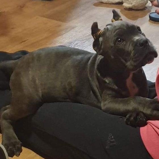 Bálint Zoltán a Stella Luminosa Cane corso kennel tulajdonosának fotója