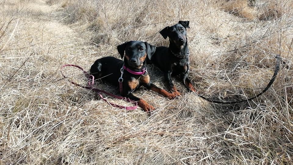 2 fekete jagd terrier a szalmában