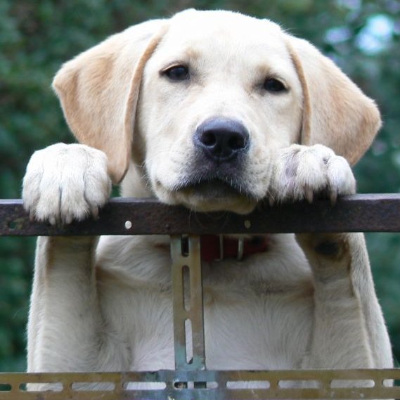 labrador kerítésen