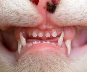 Forrás: pinterest