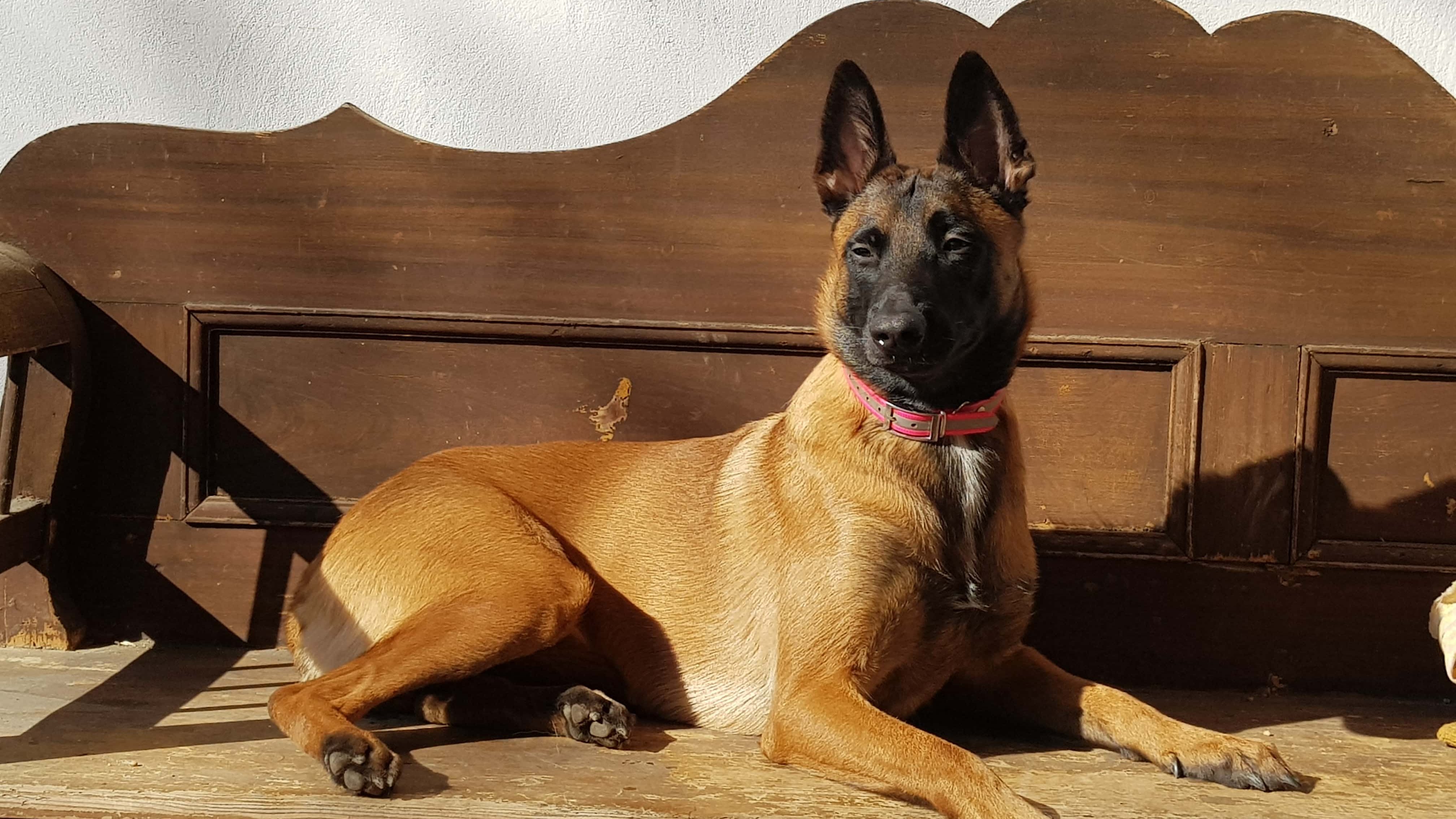 malinois fekszik napsütötte fapadon