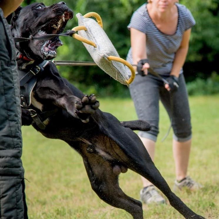 őrző védő kiképzés cane corso