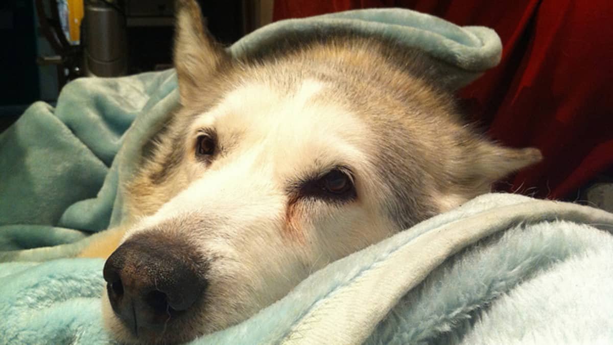 beteg husky