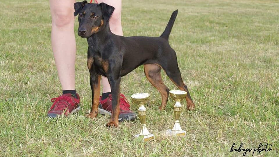 jagd terrier gazdájával kiállítási díjjal
