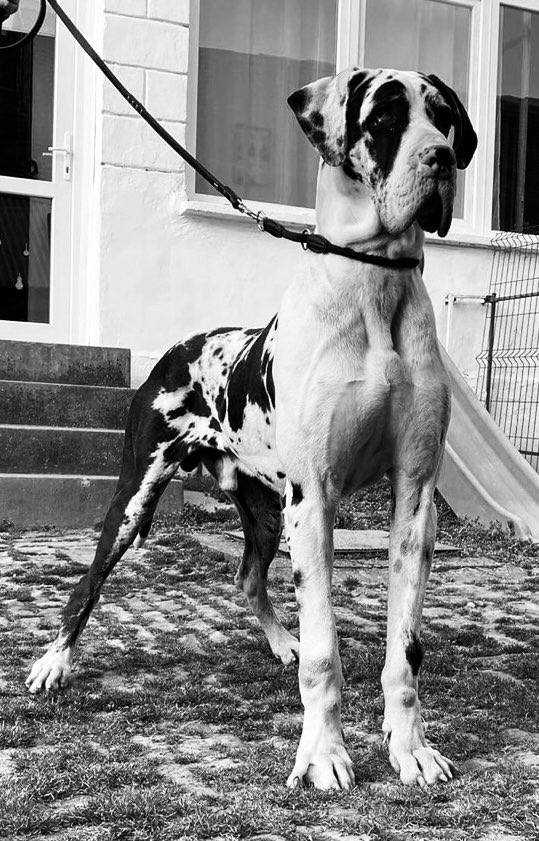 német dog