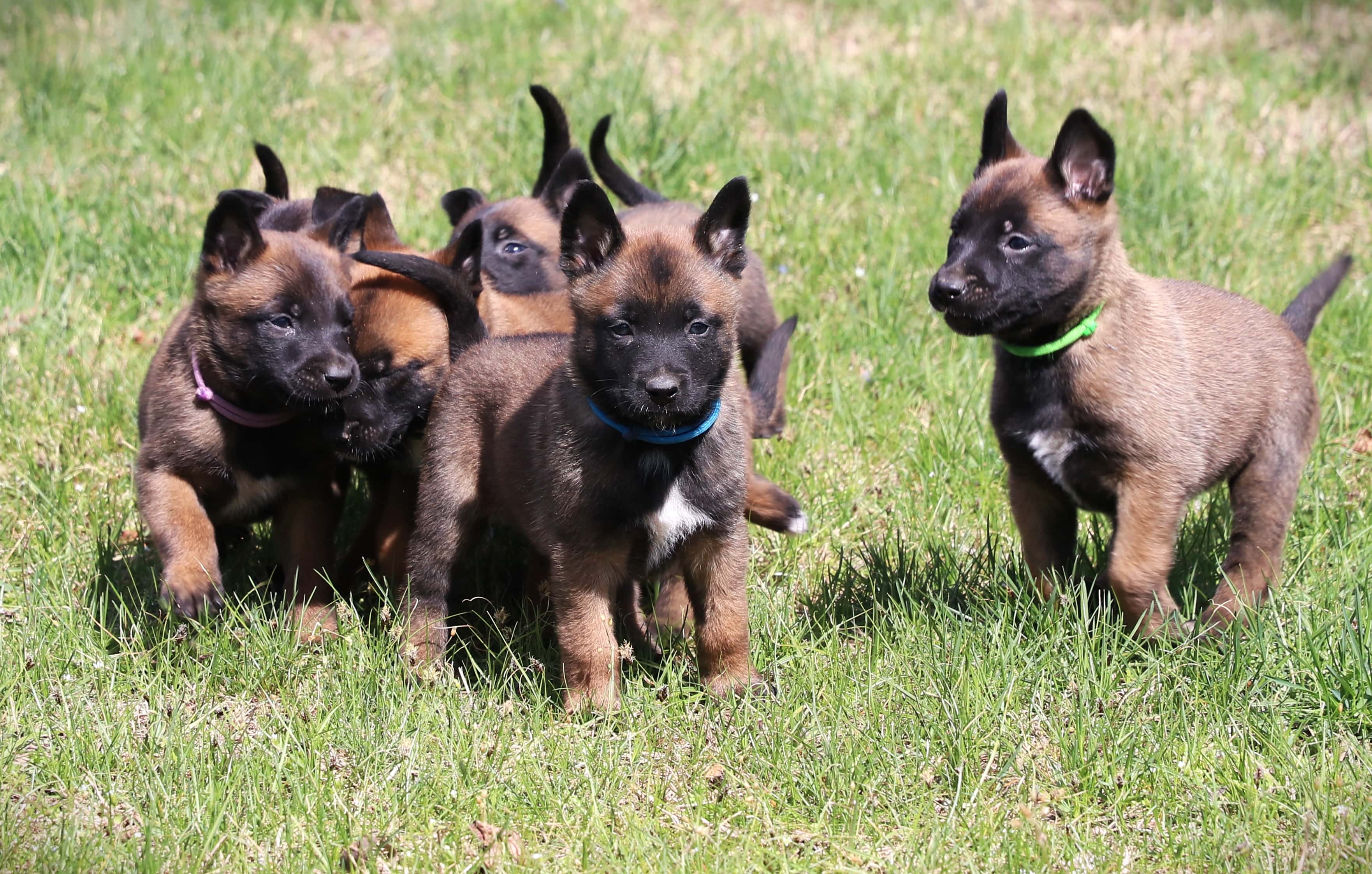 malinois kölykök
