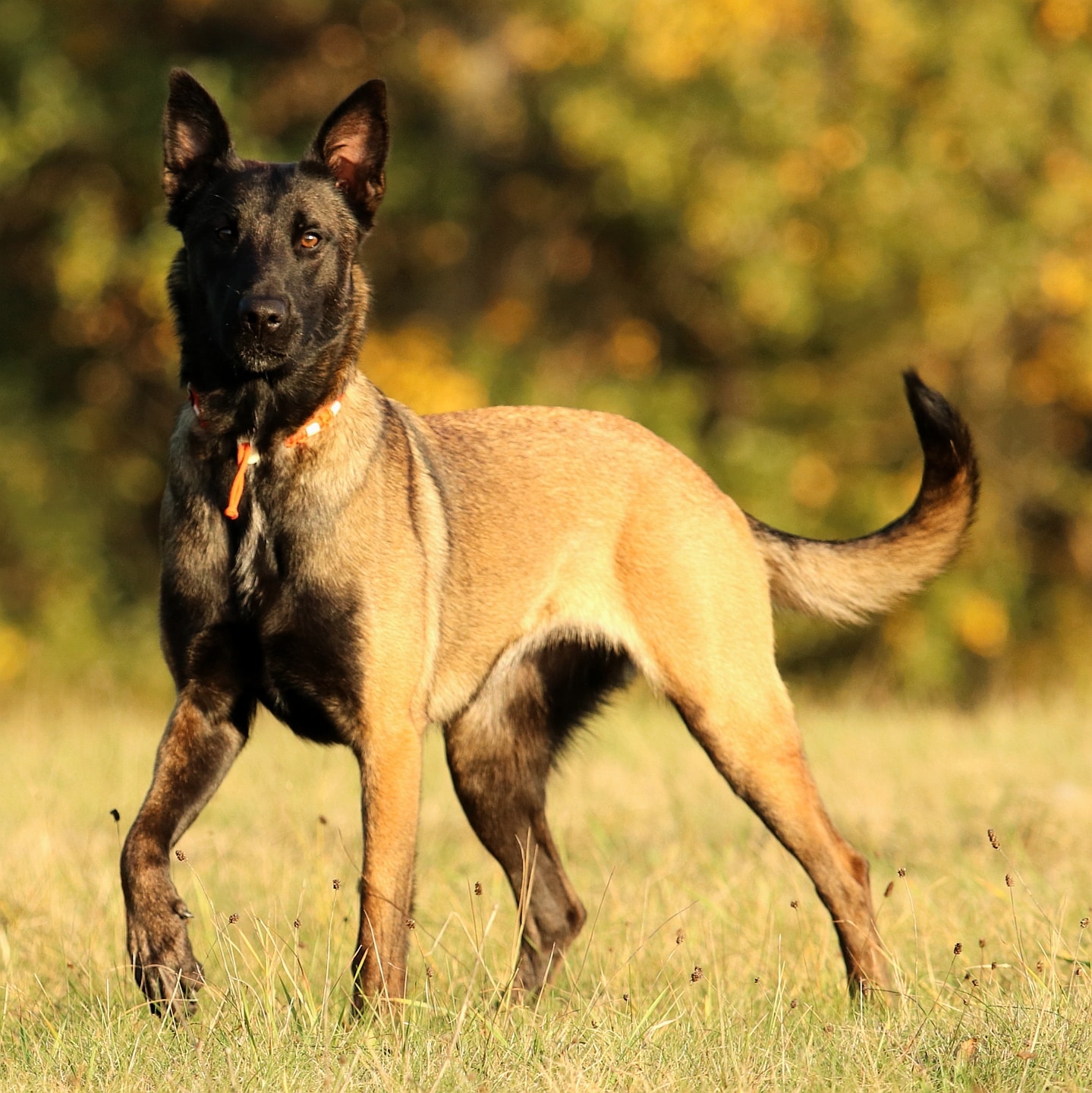malinois kültéri fotója