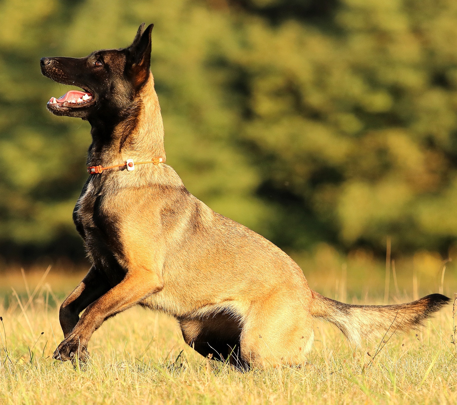 malinois munka közben