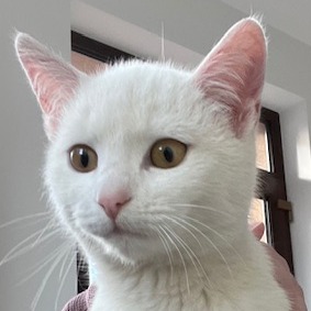 Lotti